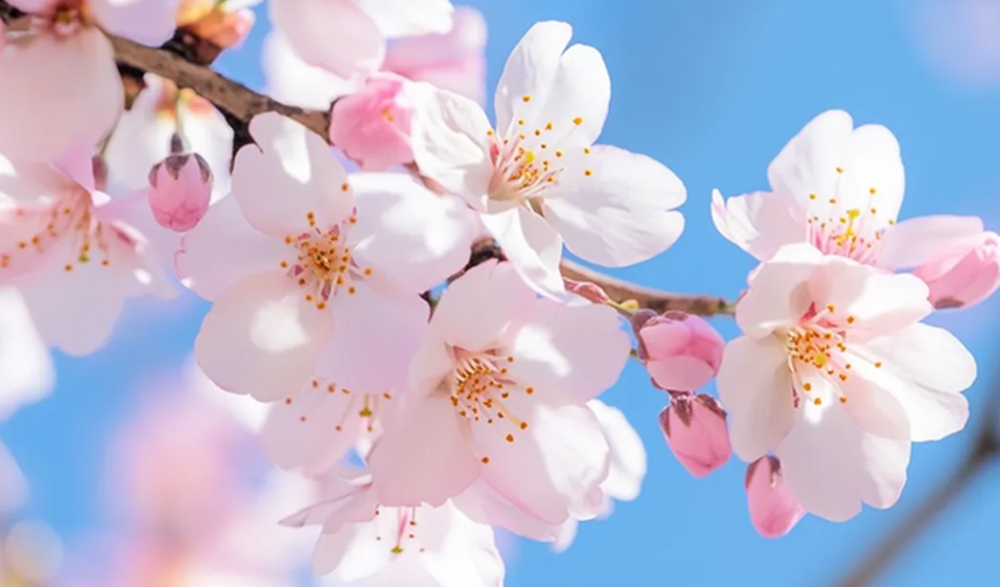 三月三上巳节 | 文化传承与金莎9001zz以诚为本数码印刷的创新融合